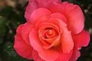pink-rose-100432