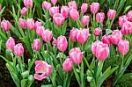 pink-tulips-100231308