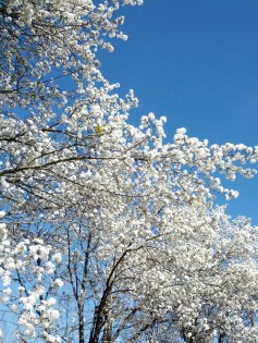 BRADFORD PEAR